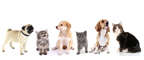 Background Kittens Pug Beagle 528567 5680x2400