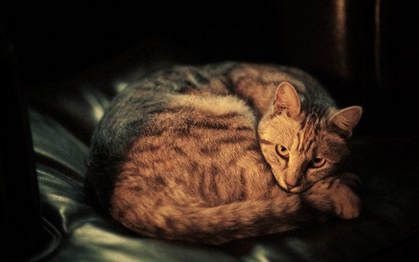 взгляд шерсть кот мордочка окрас..file
