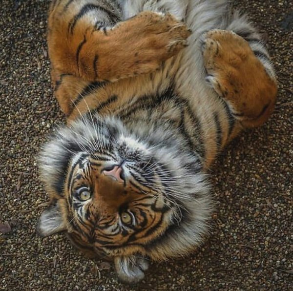 tiger