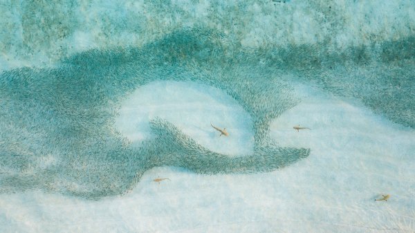 BlacktipSharks ROW4157164757 UHD