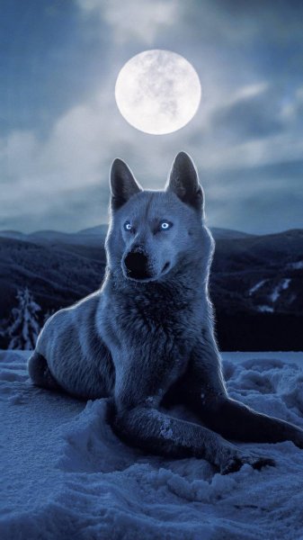 Обои для смартфона