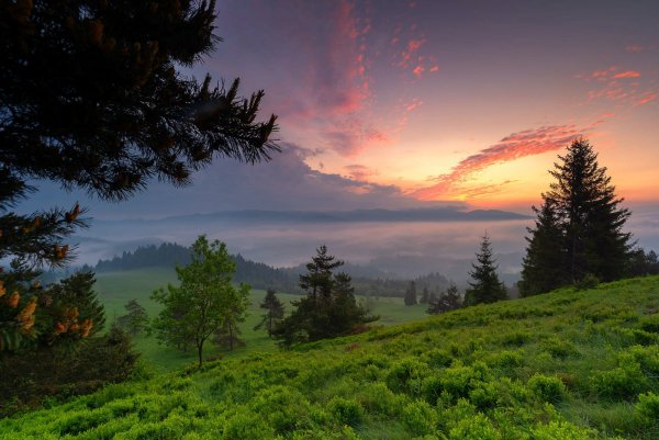 polsha-priroda-peizazh-lesa-sklon-trava-derevia-vetki-zakat