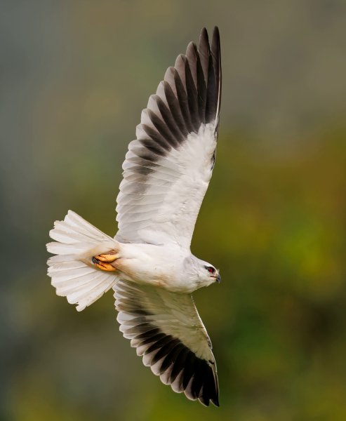 ЧЕРНОКРЫЛЫЙ ДЫМЧАТЫЙ КОРШУН