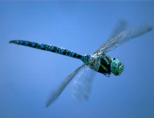 Алкашиха стрекоза (2)