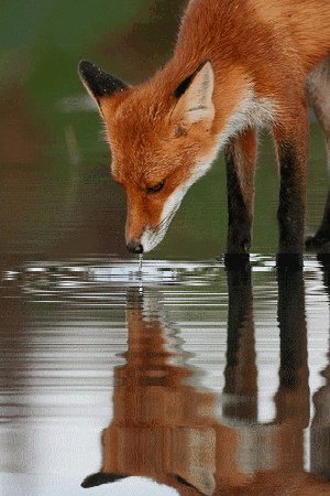 Лиса на водопое