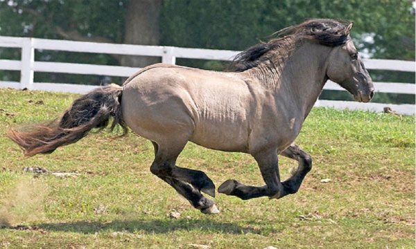 Хайландская порода пони (3)