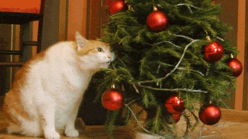 Kot-i-novogodnyaya-elka-1