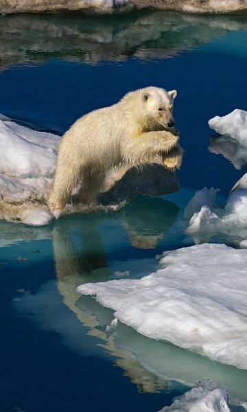 animals-480x800-0015