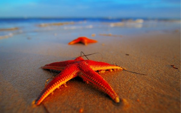 Морские звёзды на берегу