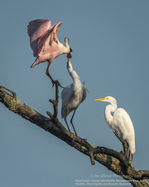 Цапли большие белые и колпица розовая