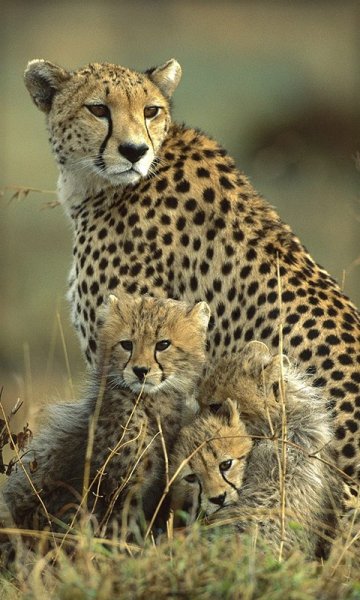animals-480x800-0037