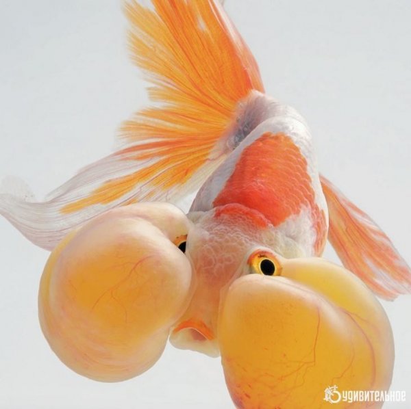 photo 1537258214