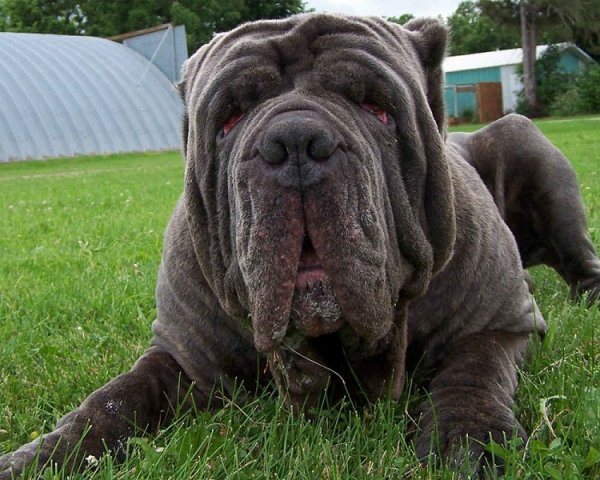 Неаполитанский мастиф (2)