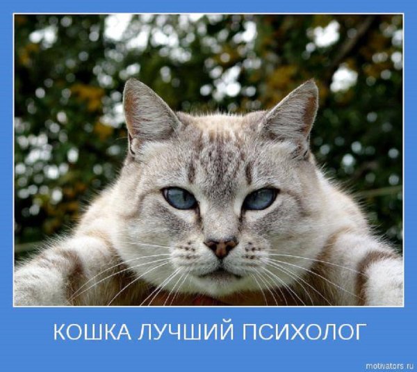 Кошка лучший психолог