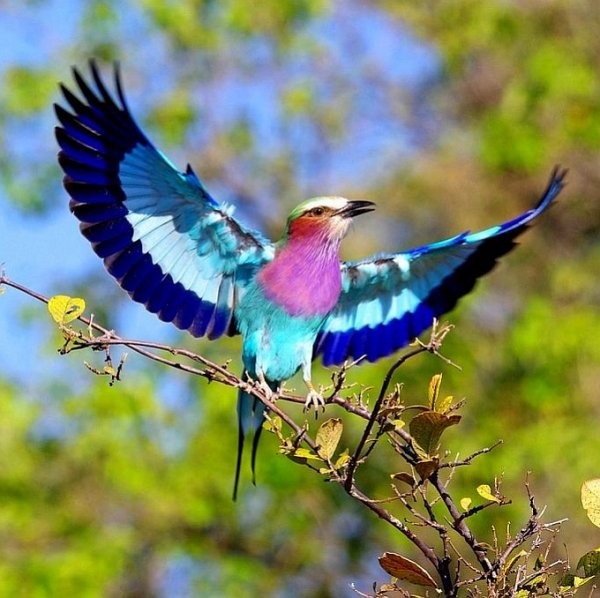 Сизоворонка