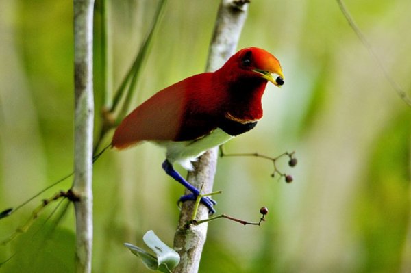 Райские птицы (2)