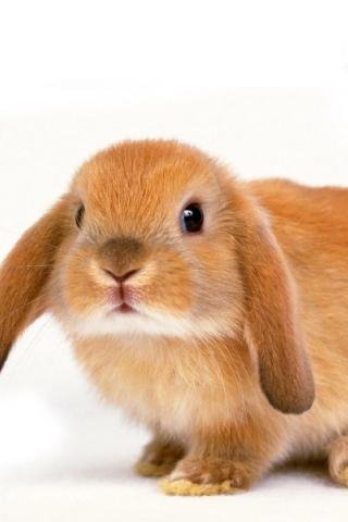 Saved Images 1508738-480