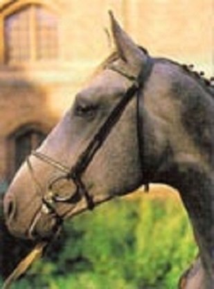 Шведская теплокровная порода лошадей (2)