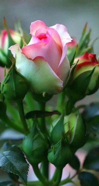 file_96269970