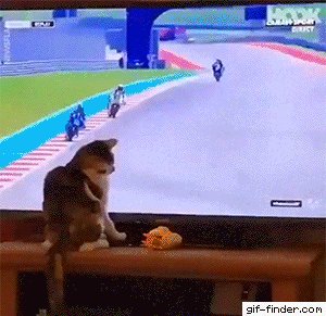 gif-28022020-012