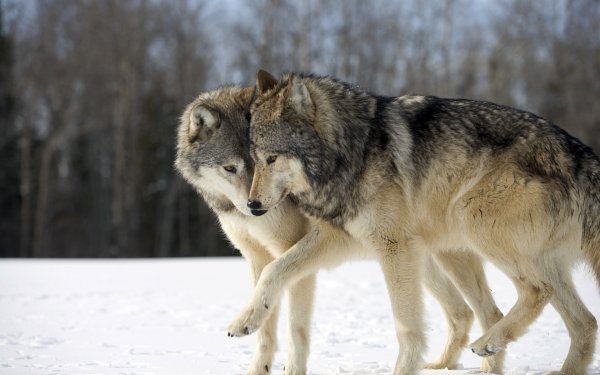 Wolves (50)