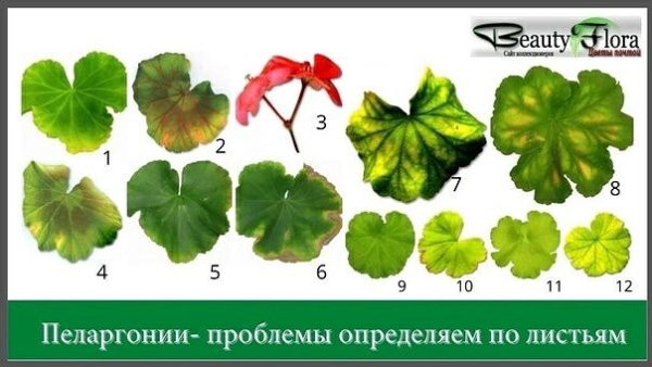 Пеларгонии