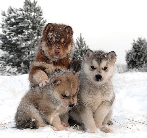 getImageц