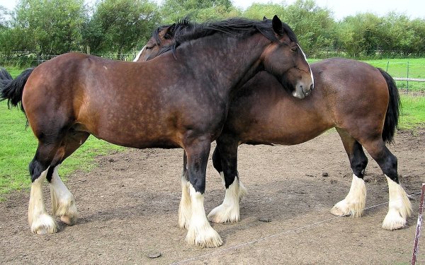 Шайр (Шайрская лошадь)