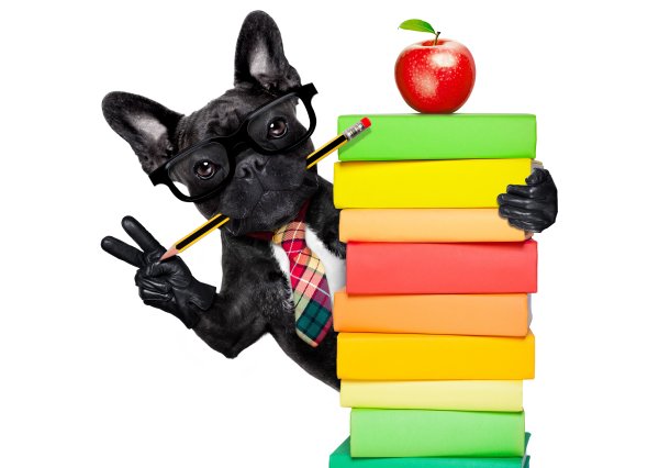Dogs-Apples-Fingers-White-background-Bulldog-Black