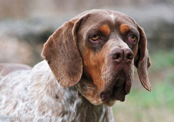 Наваррская легавая (2)