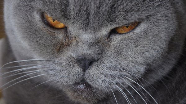 Котэ обои ПК