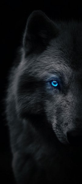 Dark wolf