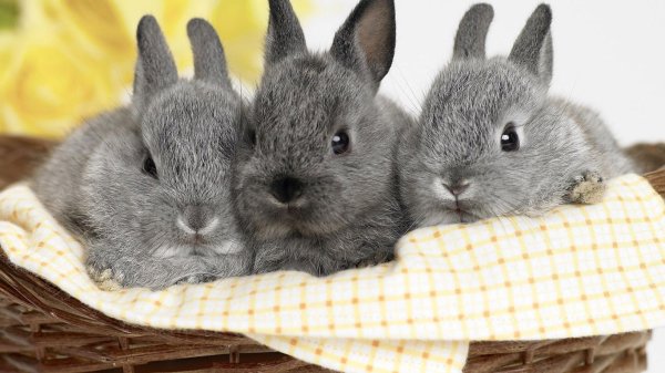 grey rabbits
