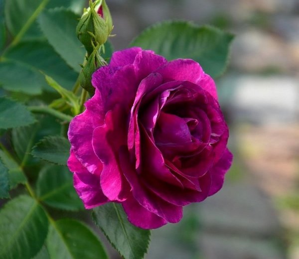 file_65162980