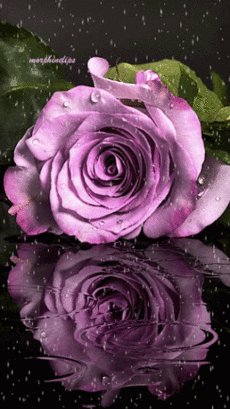 image(Р)