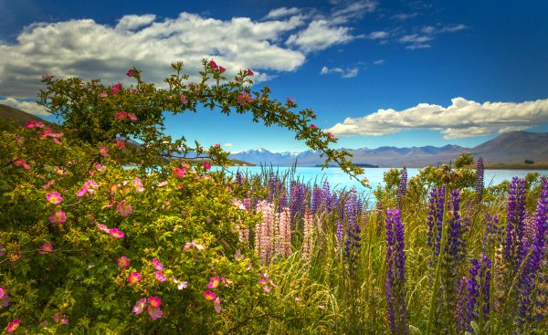 Krasota-more-shipovnik-cvety