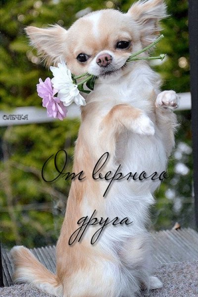 От верного друга!