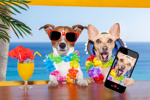 Dogs-Resorts-Juice-Jack-Russell-terrier-Chihuahua