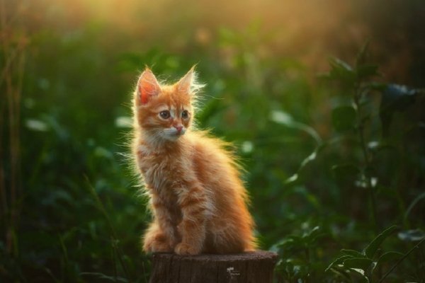 Рыжий котёнок