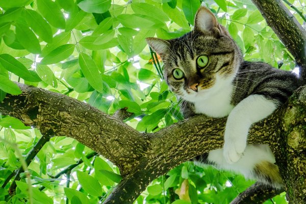 Кошка на дереве