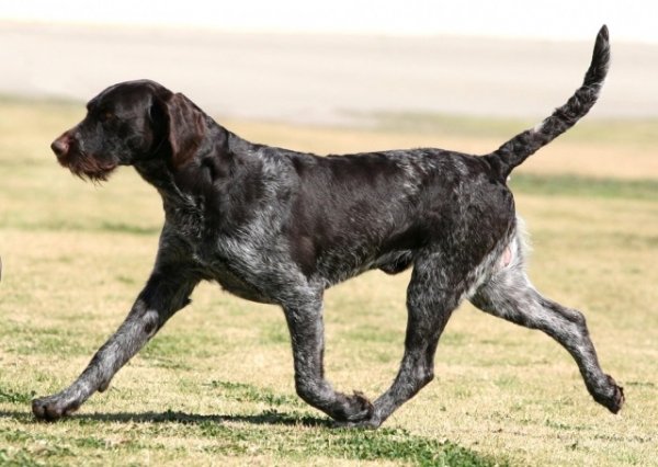 Немецкая жесткошерстная легавая (дратхаар)