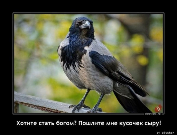 Пошлите мне кусочек сыру..