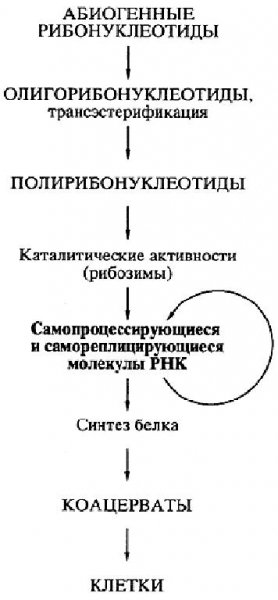 А.Спирин. Биосинтез белков мир РНК