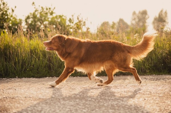Новошотландский ретривер