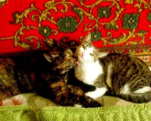 Кошачья любовь