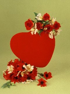 card24 240x320