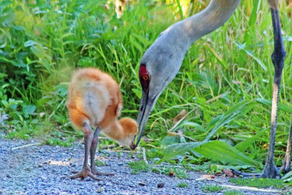 Журавли канадские