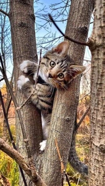 file_101239885