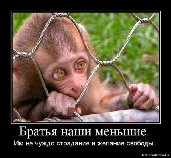Братья наши меньшие...