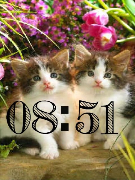 Пара ласковых котят